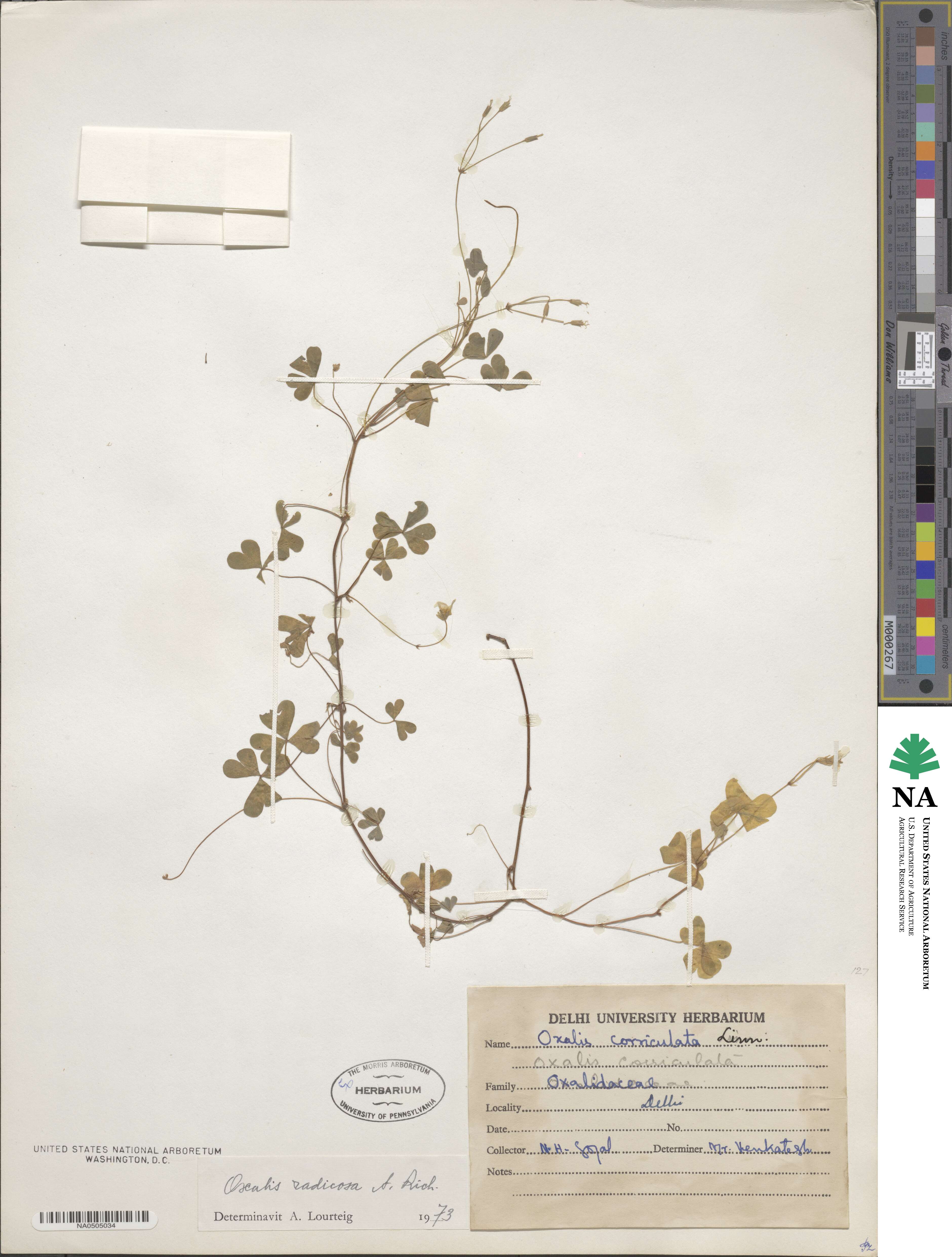 Oxalis corniculata image