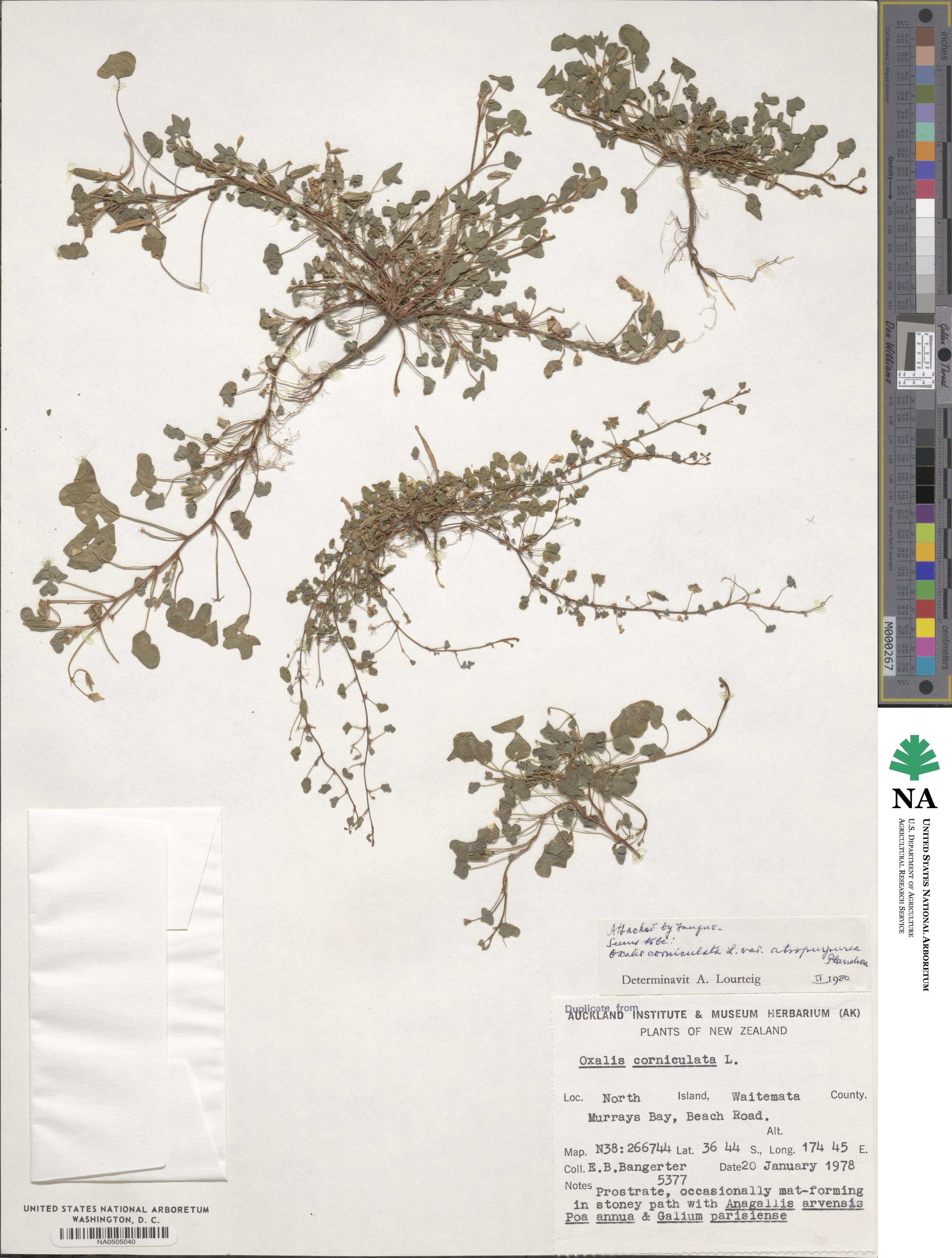 Oxalis corniculata var. atropurpurea image