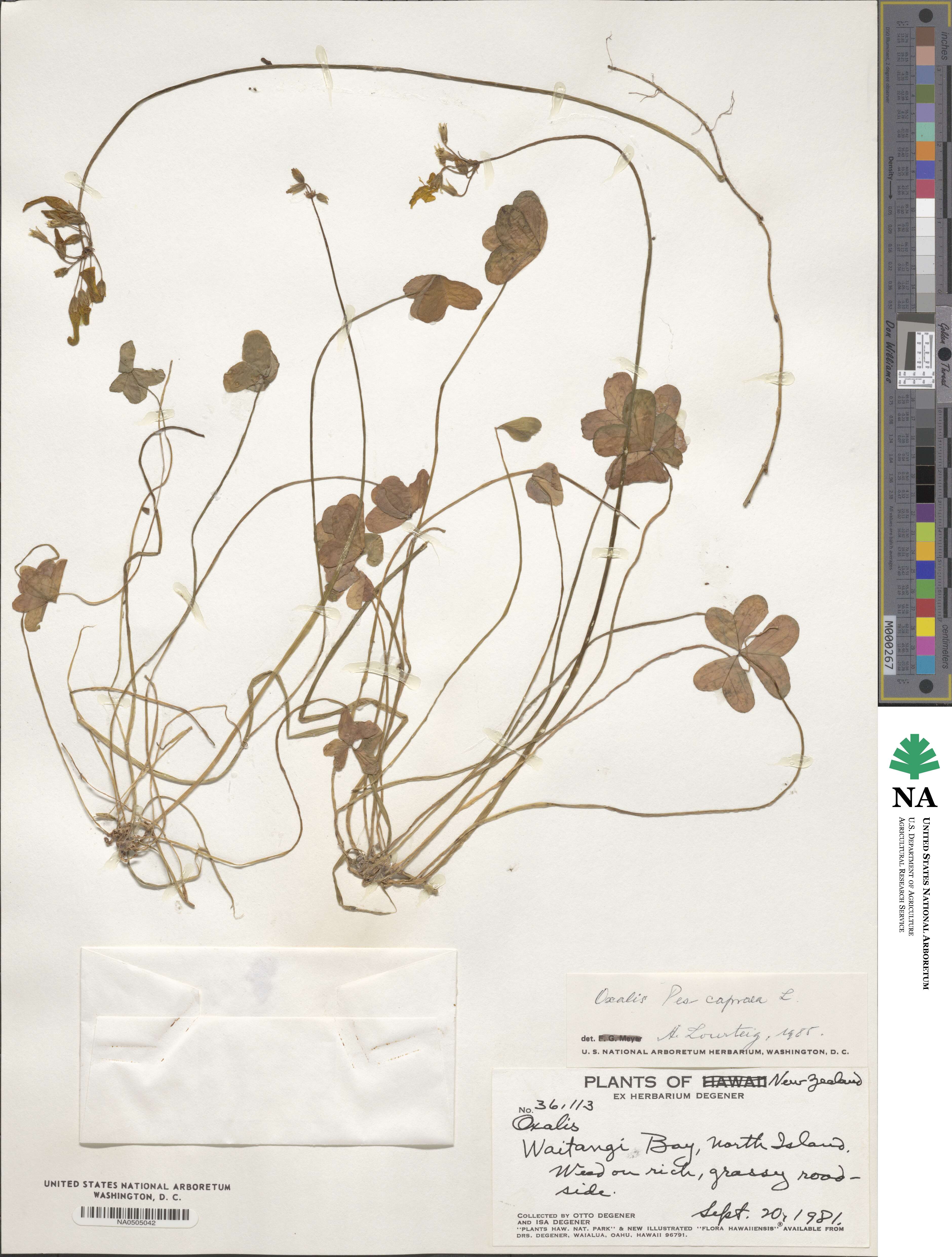 Oxalis pes-caprae image