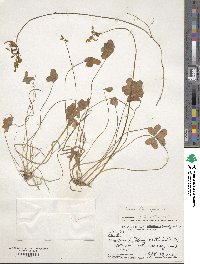 Oxalis pes-caprae image