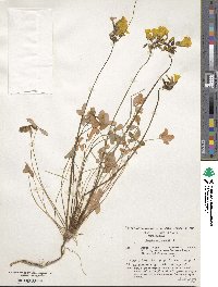 Oxalis pes-caprae image