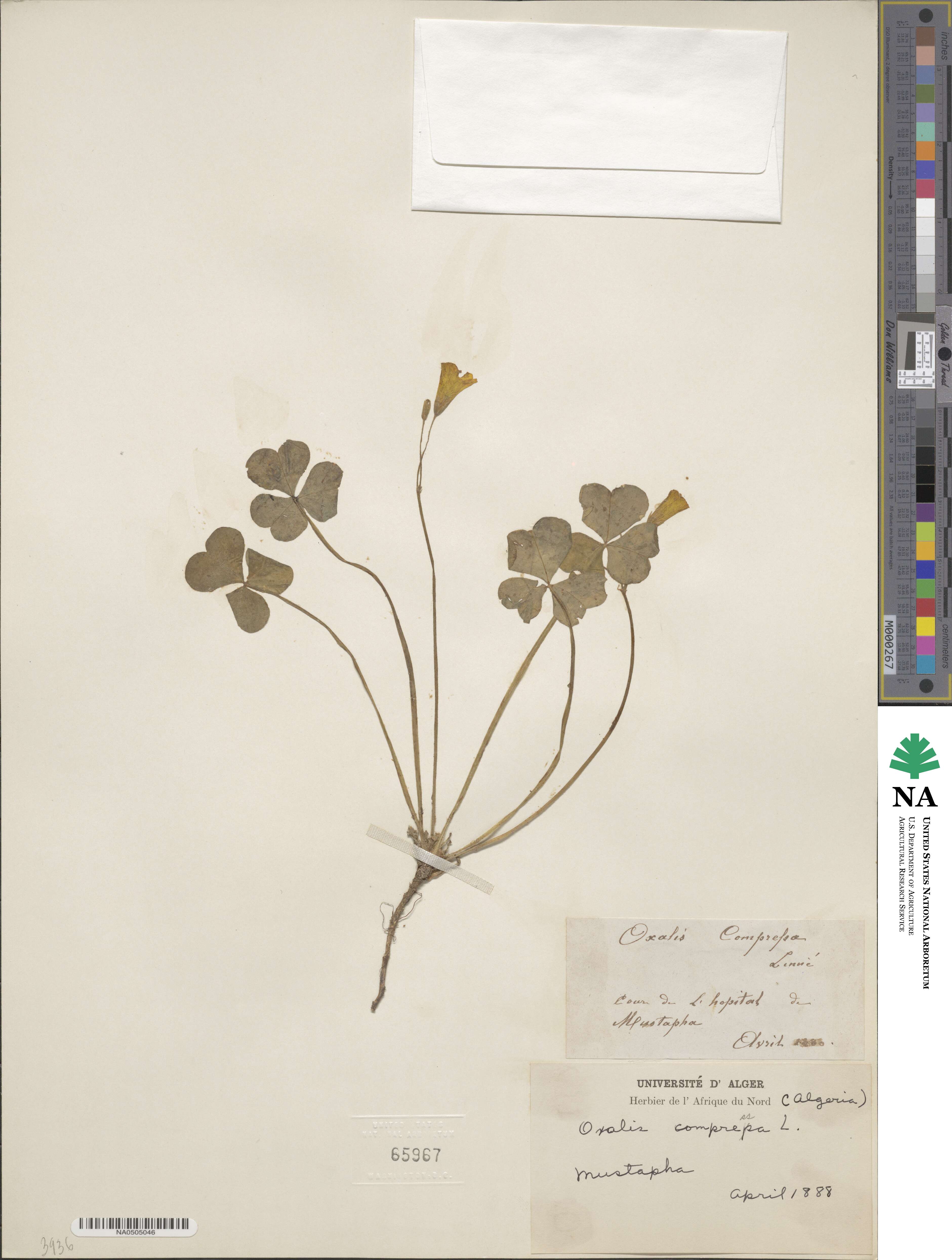 Oxalis compressa image