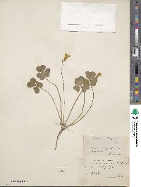 Oxalis compressa image