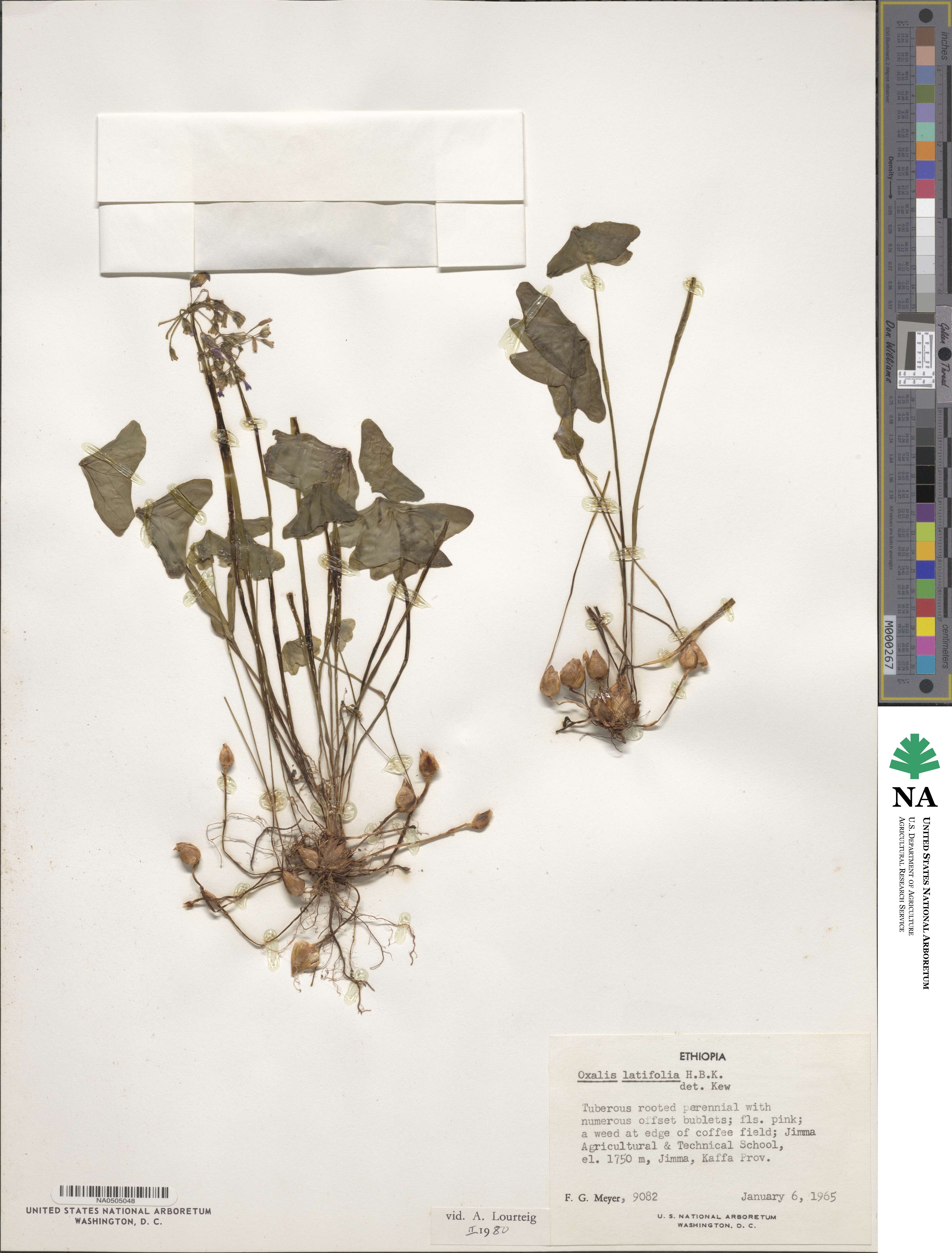 Oxalis latifolia image