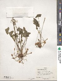 Oxalis latifolia image