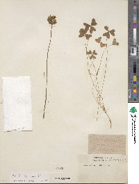 Oxalis pes-caprae image