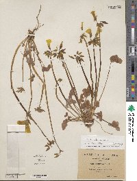 Oxalis pes-caprae image