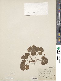 Oxalis purpurea image