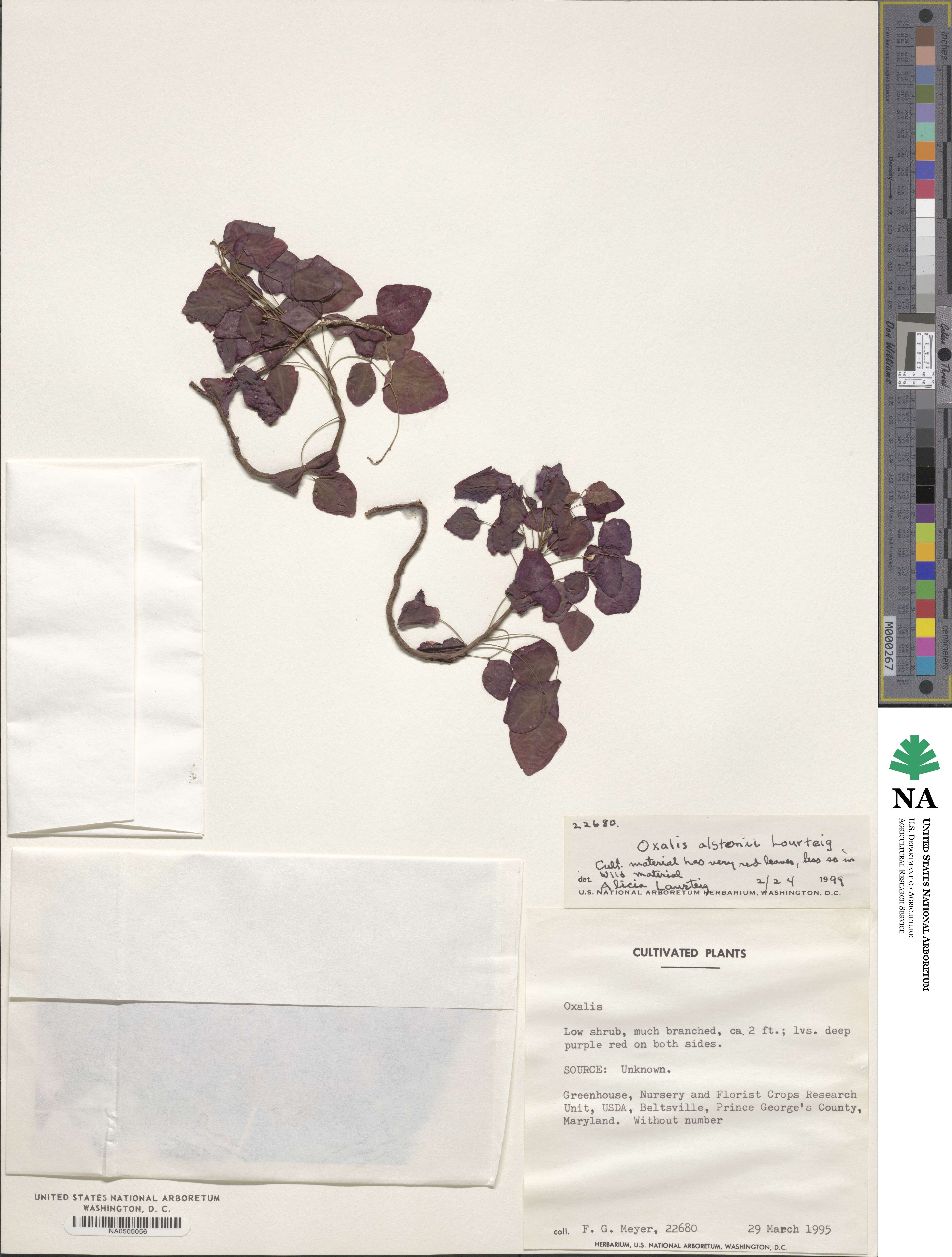 Oxalis alstonii image