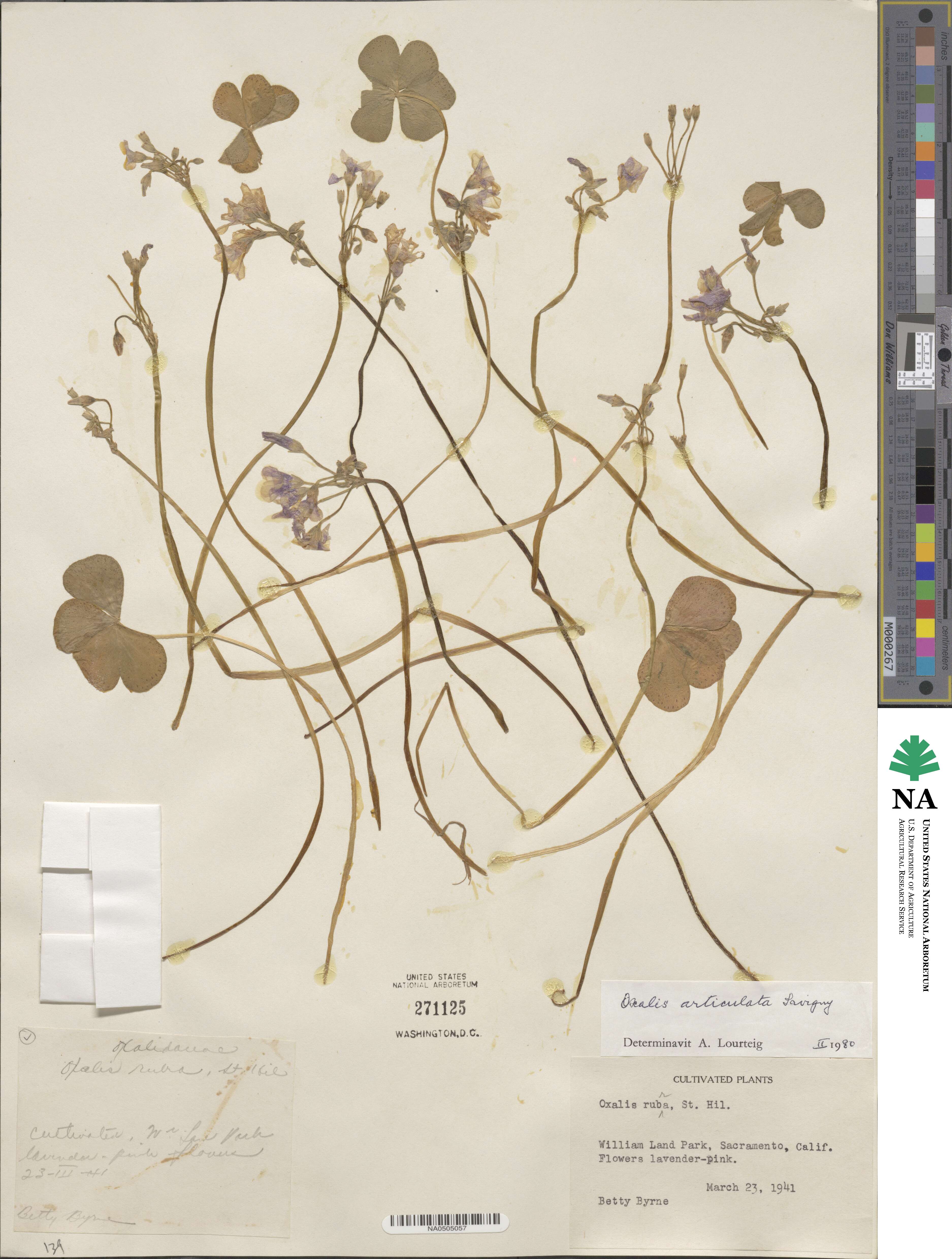 Oxalis articulata image