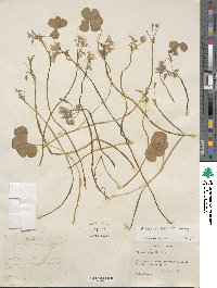 Oxalis articulata image