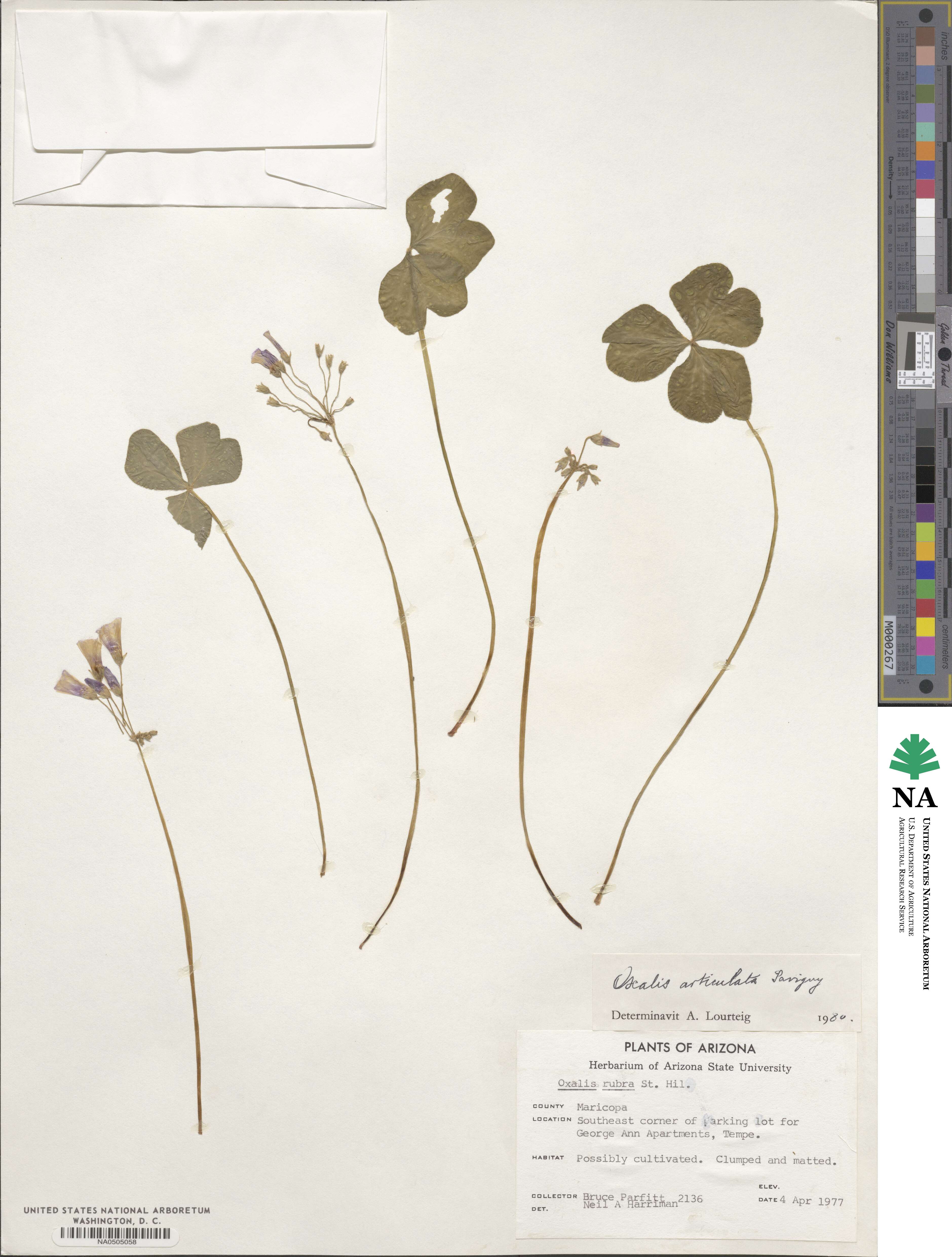 Oxalis articulata image