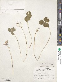 Oxalis articulata image