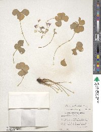 Oxalis articulata image