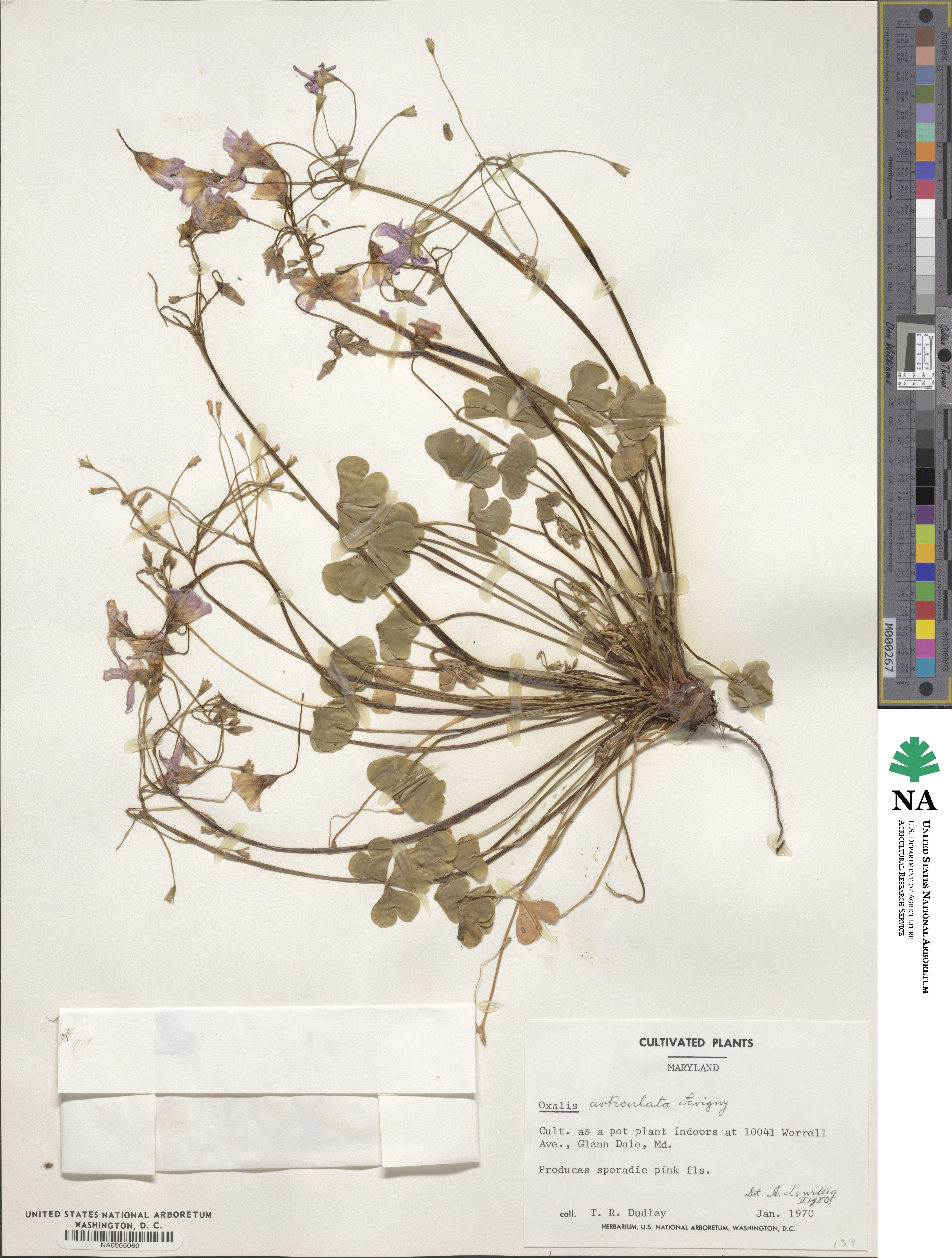 Oxalis articulata image