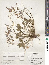 Oxalis articulata image