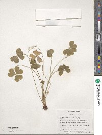 Oxalis articulata image