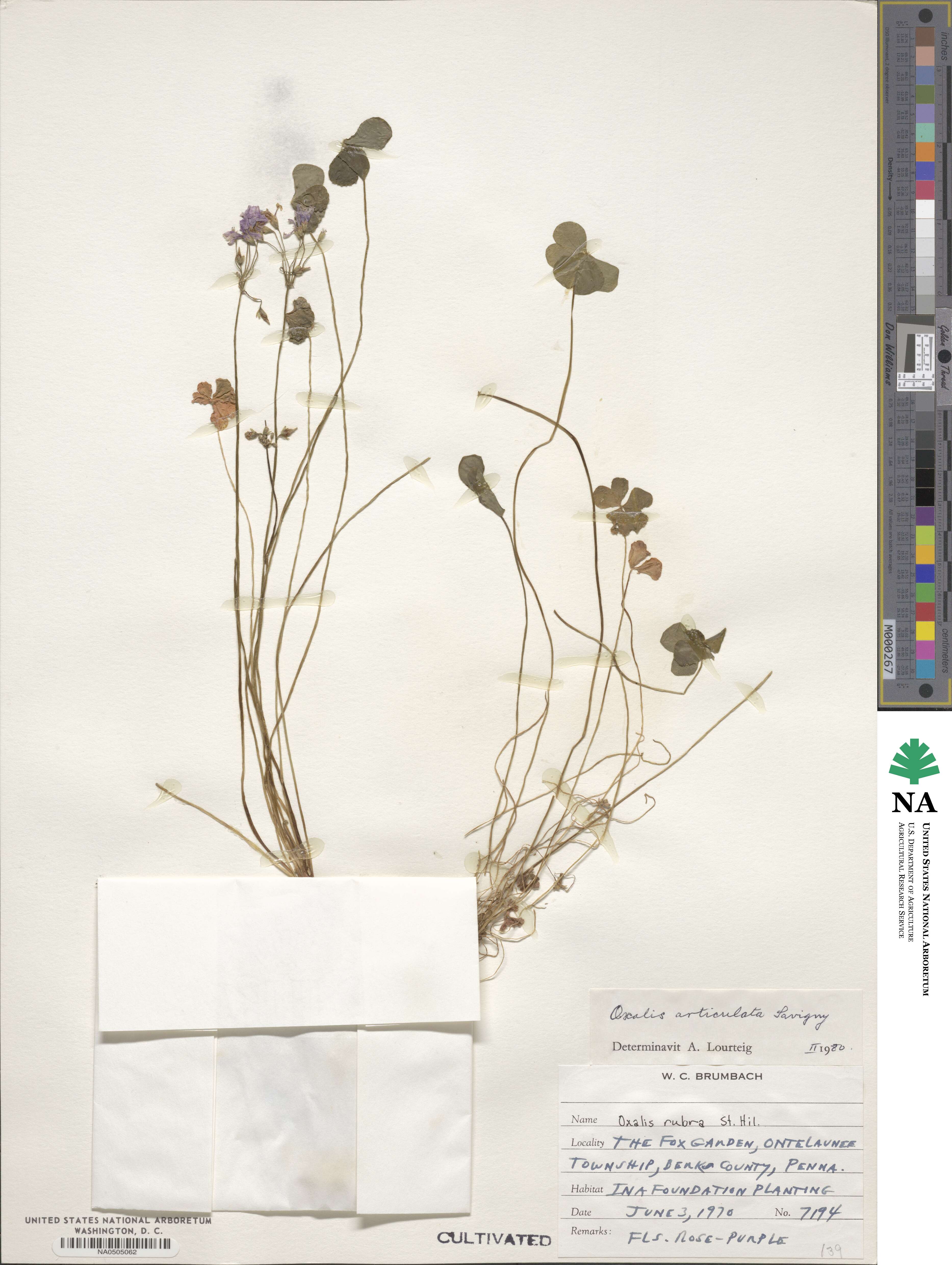 Oxalis articulata image