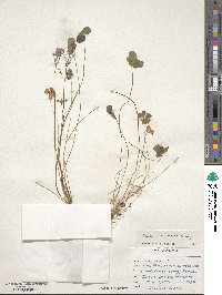 Oxalis articulata image