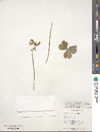 Oxalis articulata image