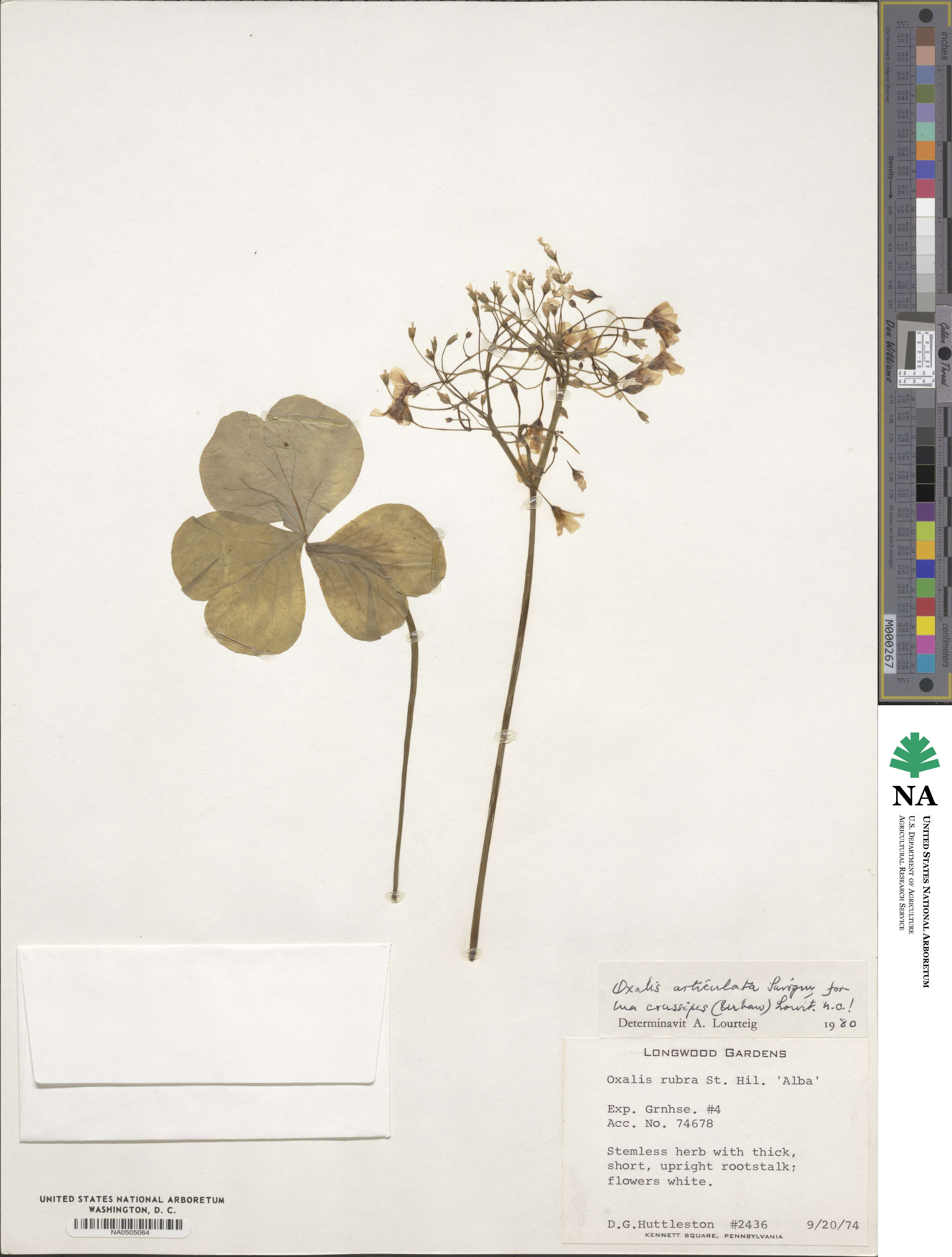 Oxalis articulata image