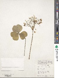 Oxalis articulata image