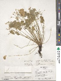 Oxalis articulata image