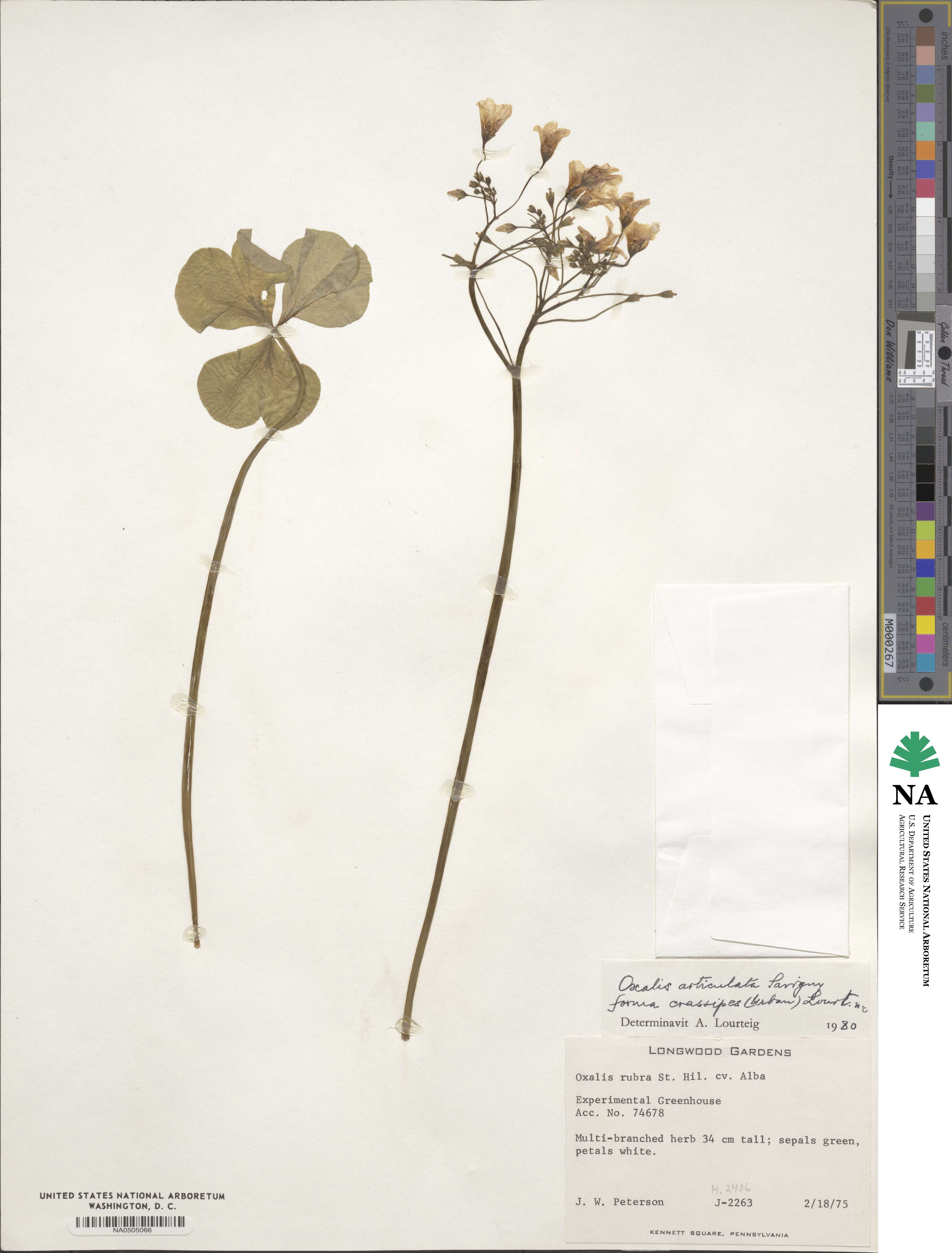 Oxalis articulata image