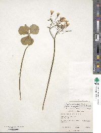 Oxalis articulata image