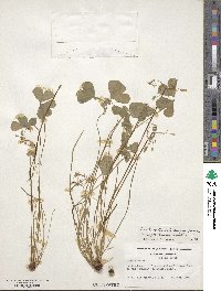 Oxalis articulata image