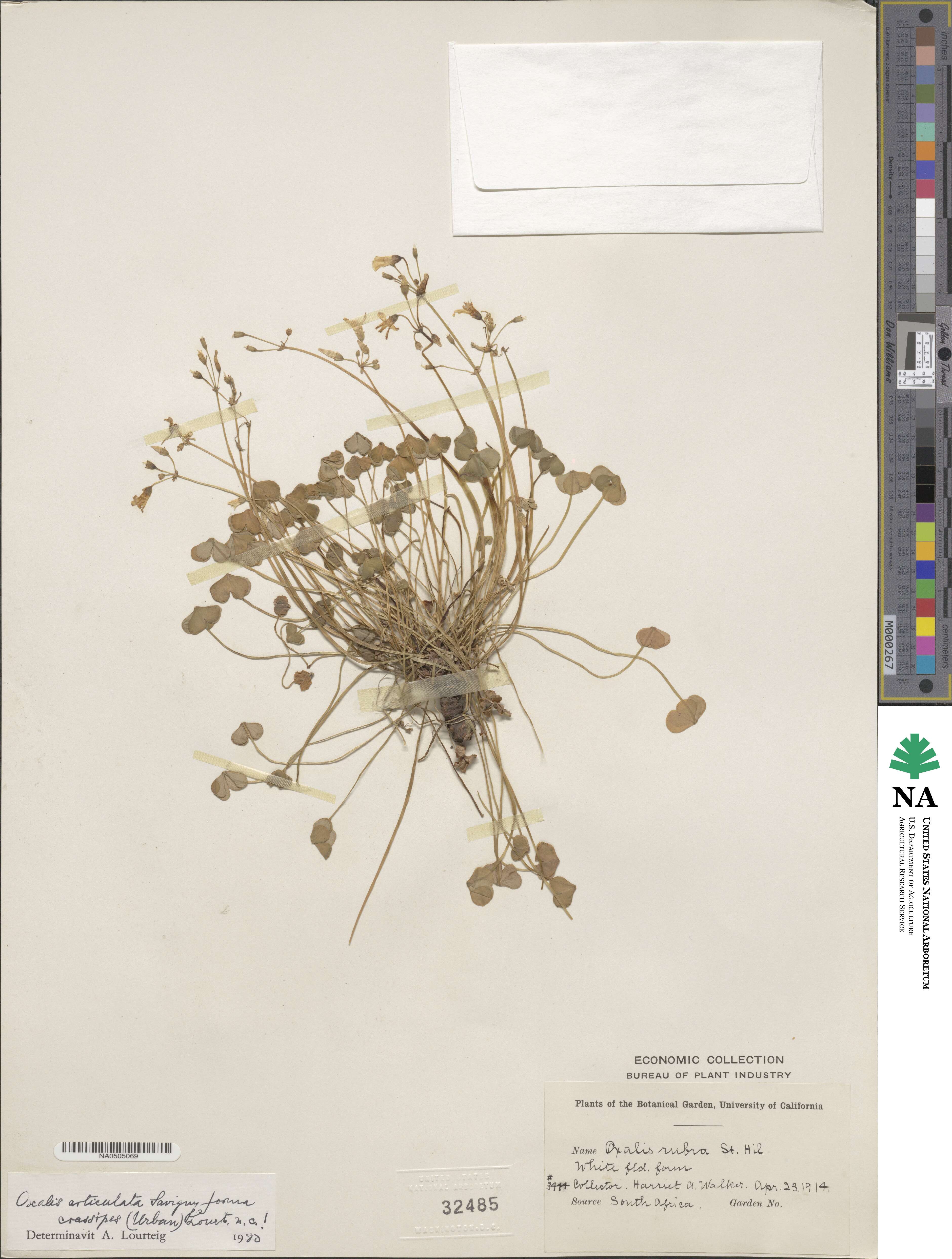 Oxalis articulata image