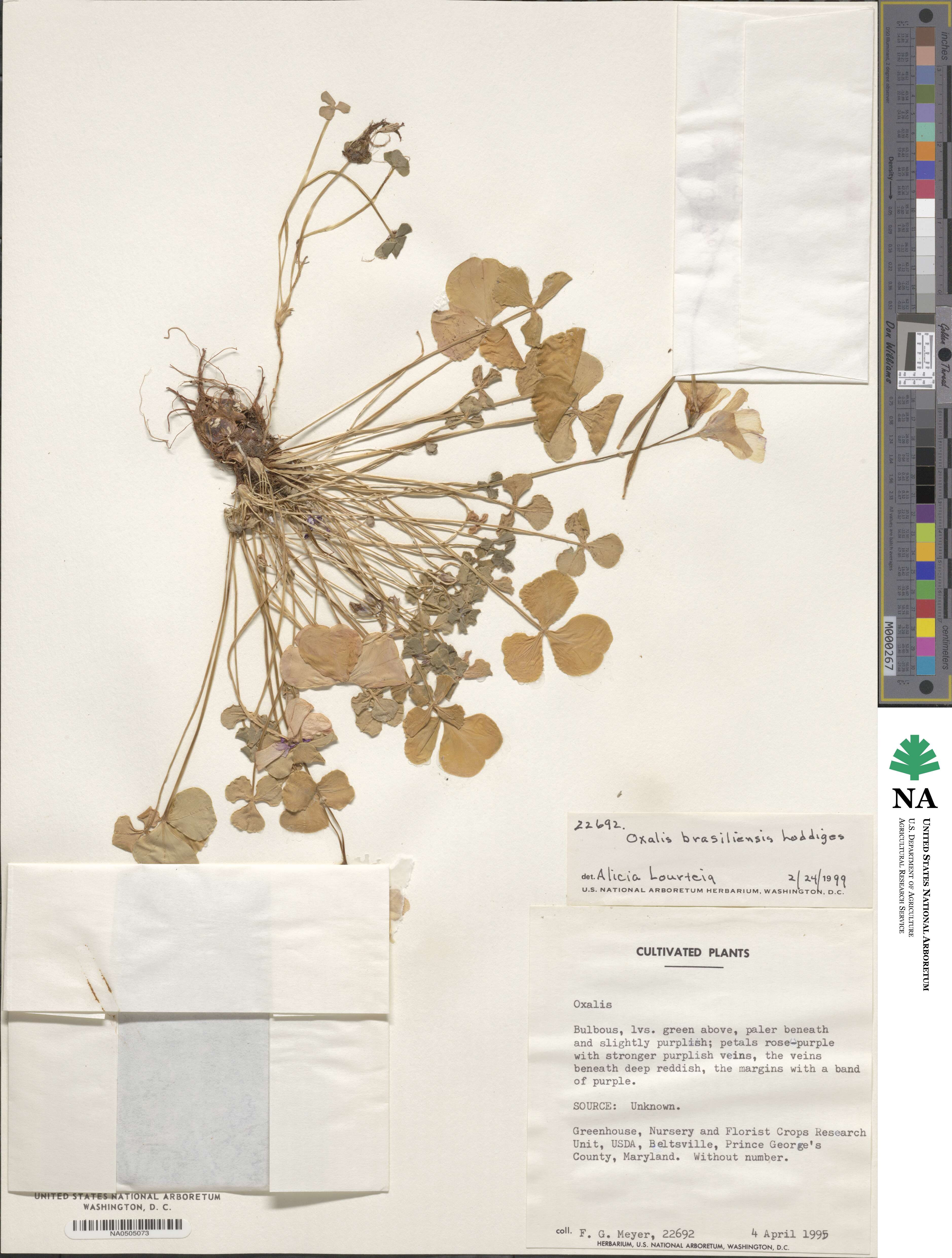 Oxalis brasiliensis image