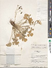 Oxalis brasiliensis image