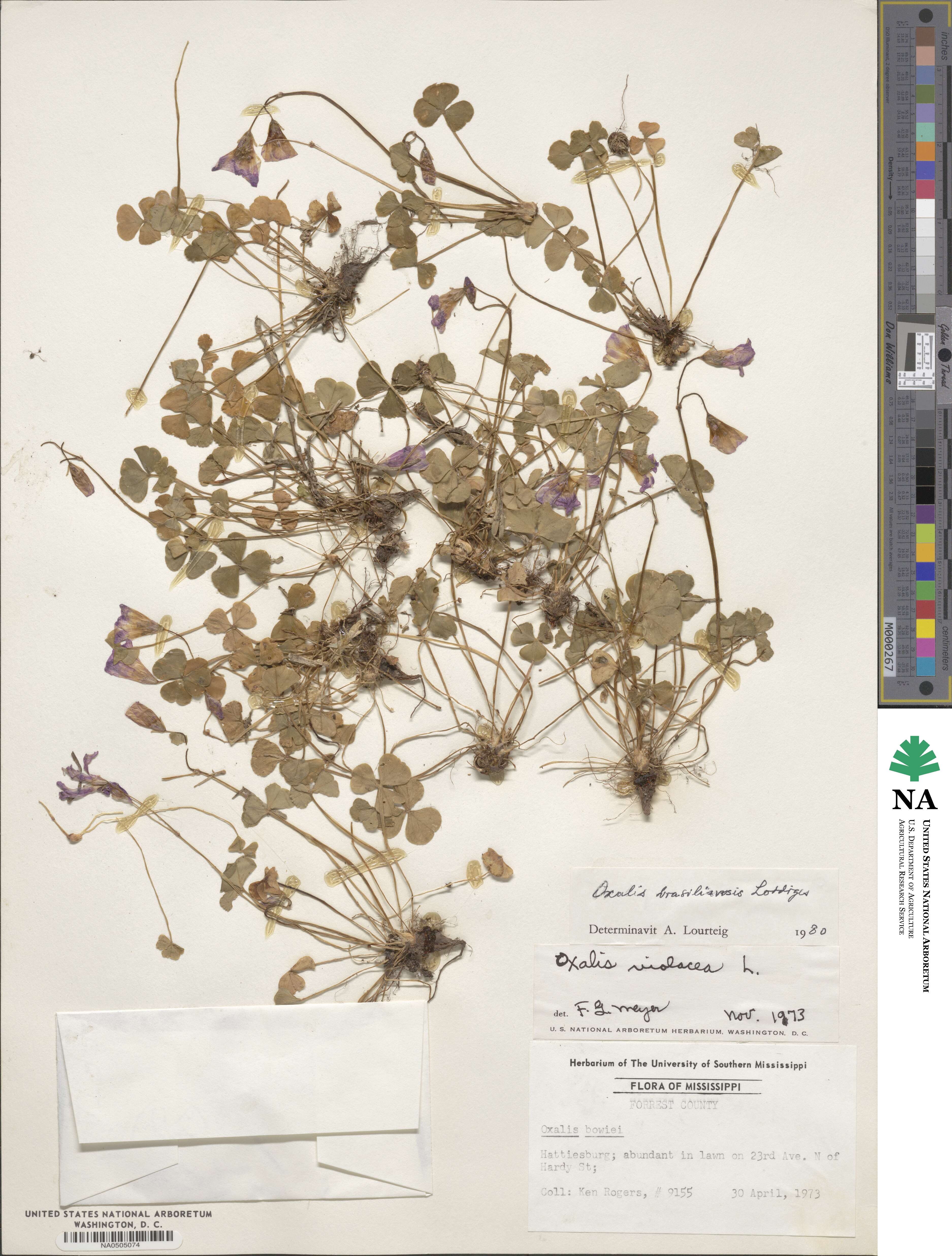 Oxalis brasiliensis image