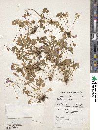 Oxalis brasiliensis image