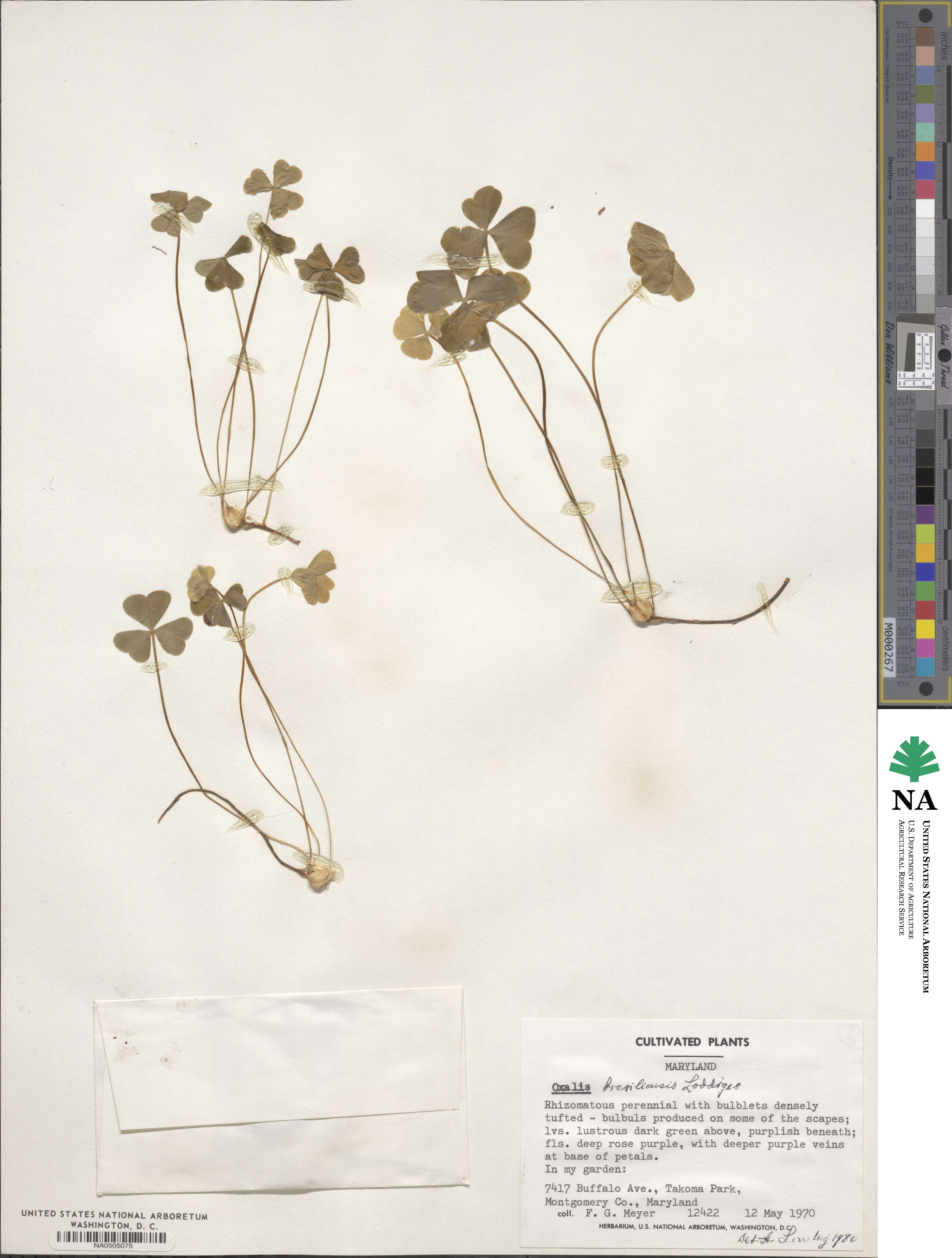 Oxalis brasiliensis image