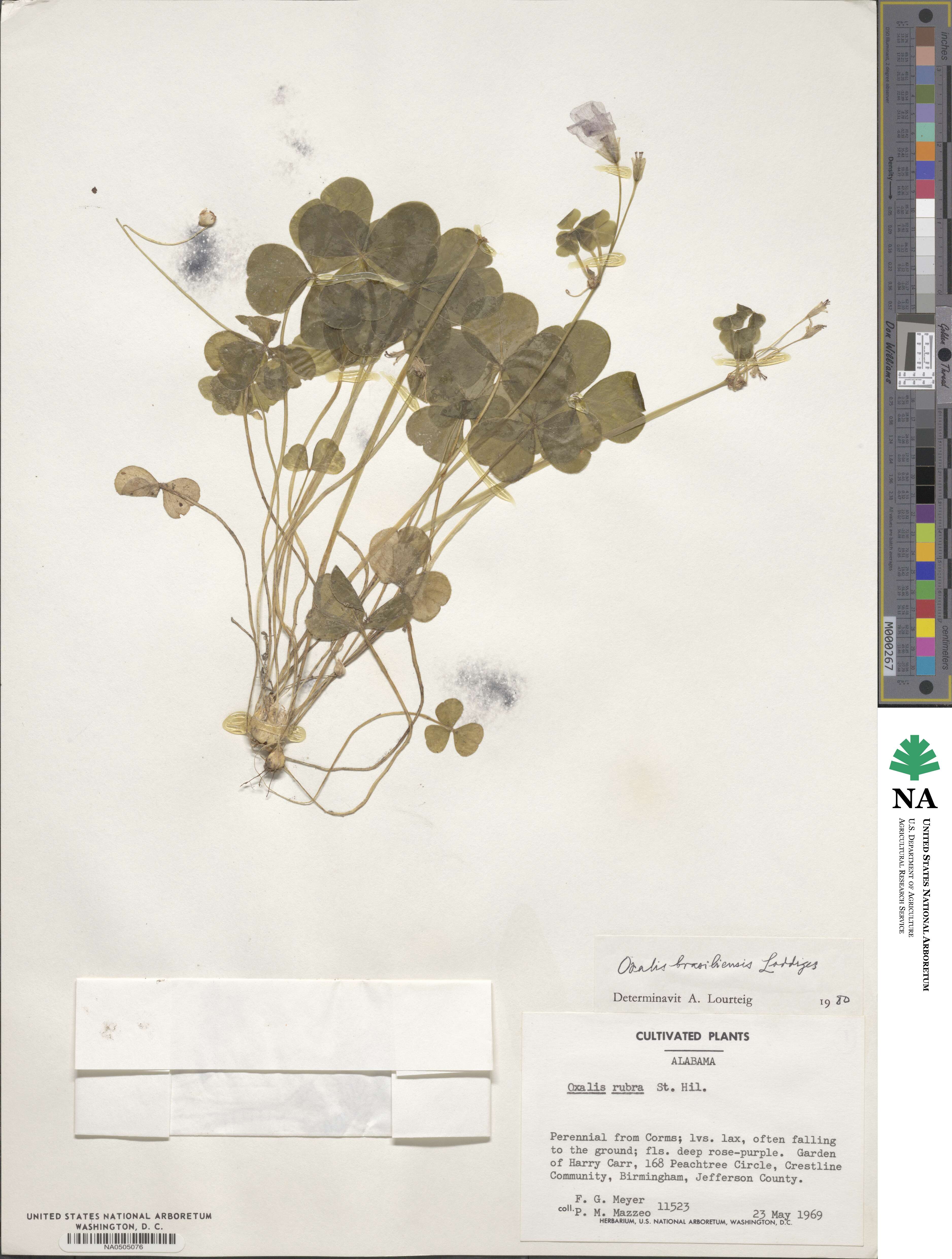 Oxalis brasiliensis image