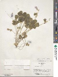 Oxalis brasiliensis image