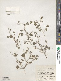 Oxalis corniculata image