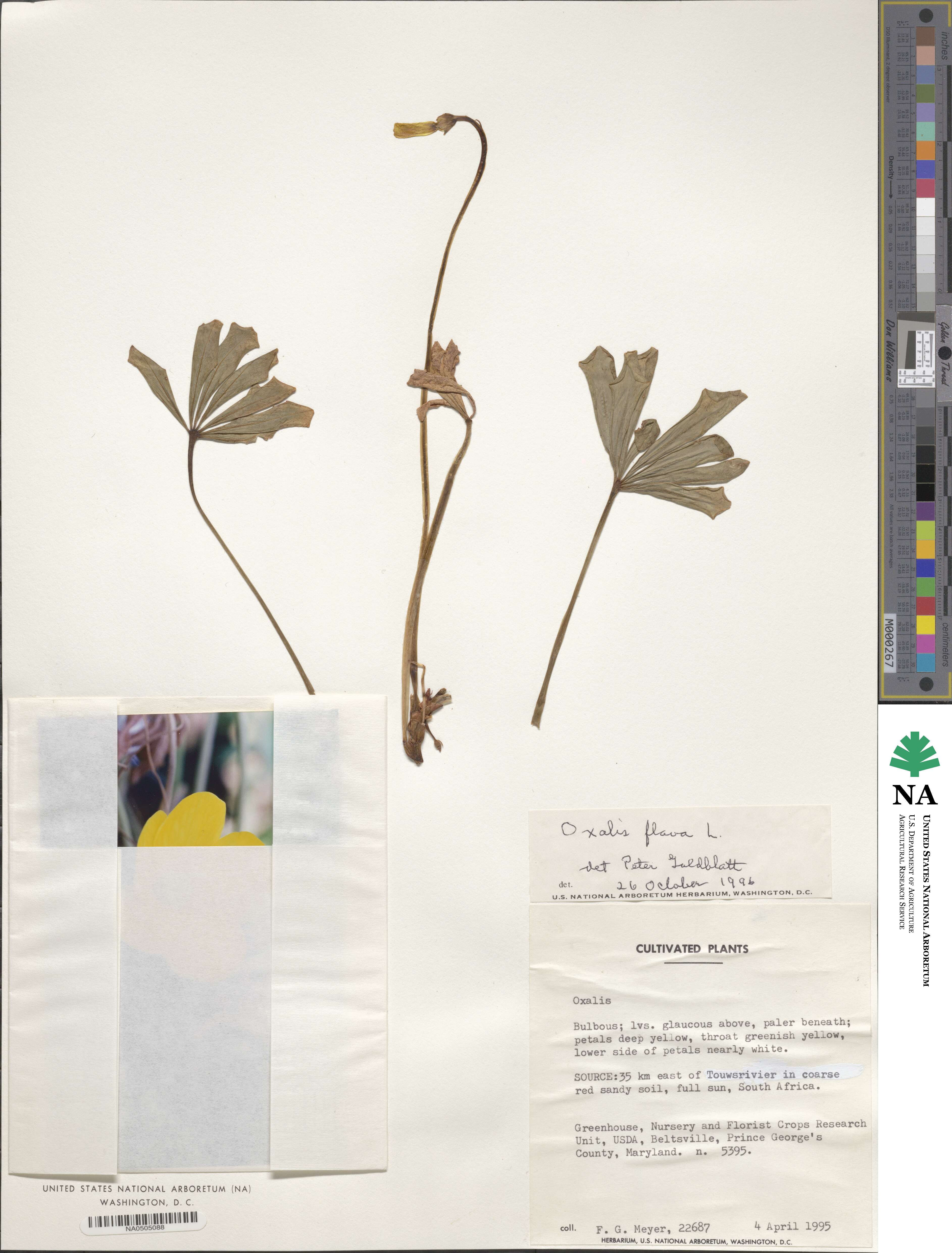 Oxalis flava image