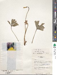 Image of Oxalis flava