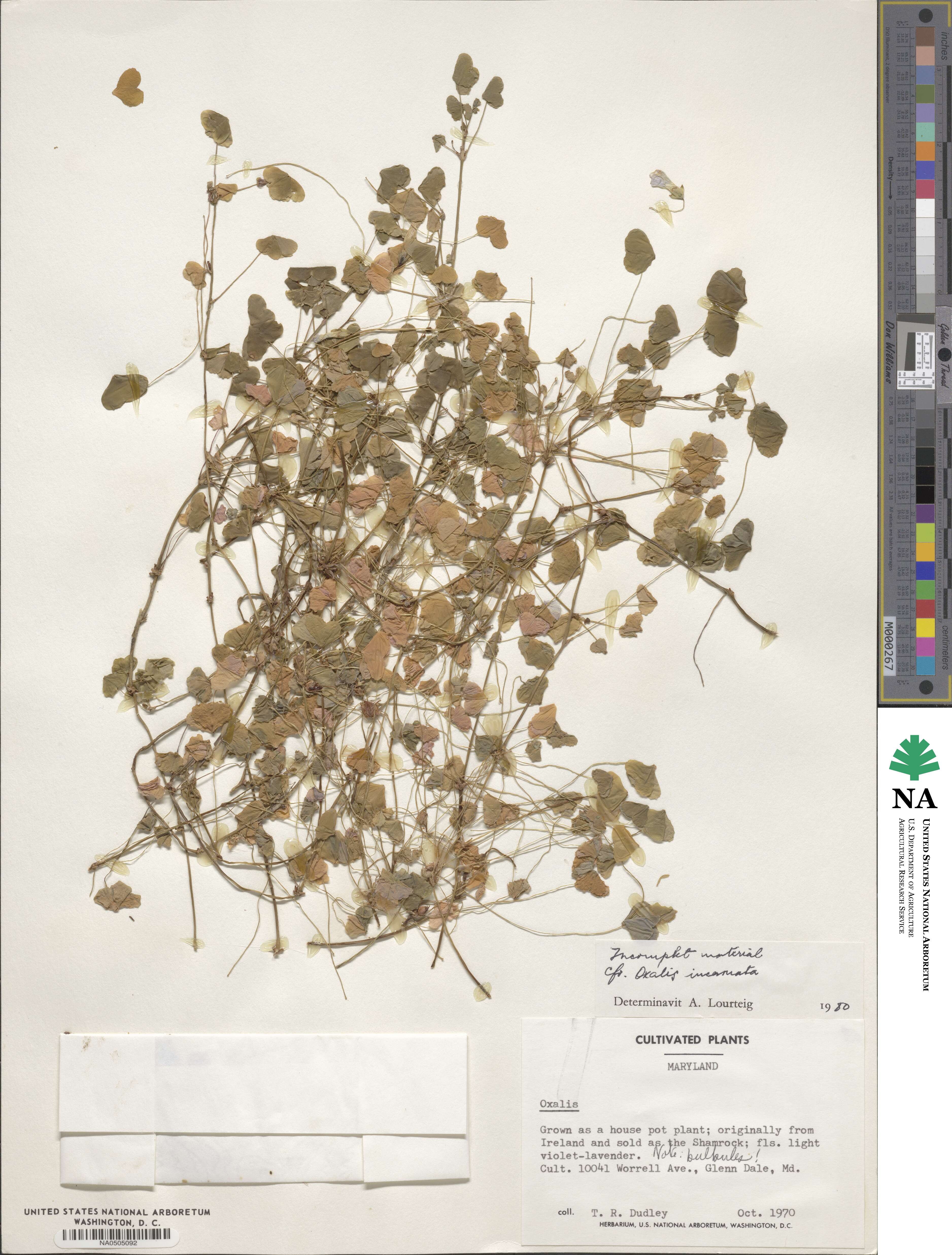 Oxalis incarnata image
