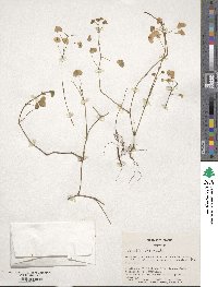 Oxalis incarnata image