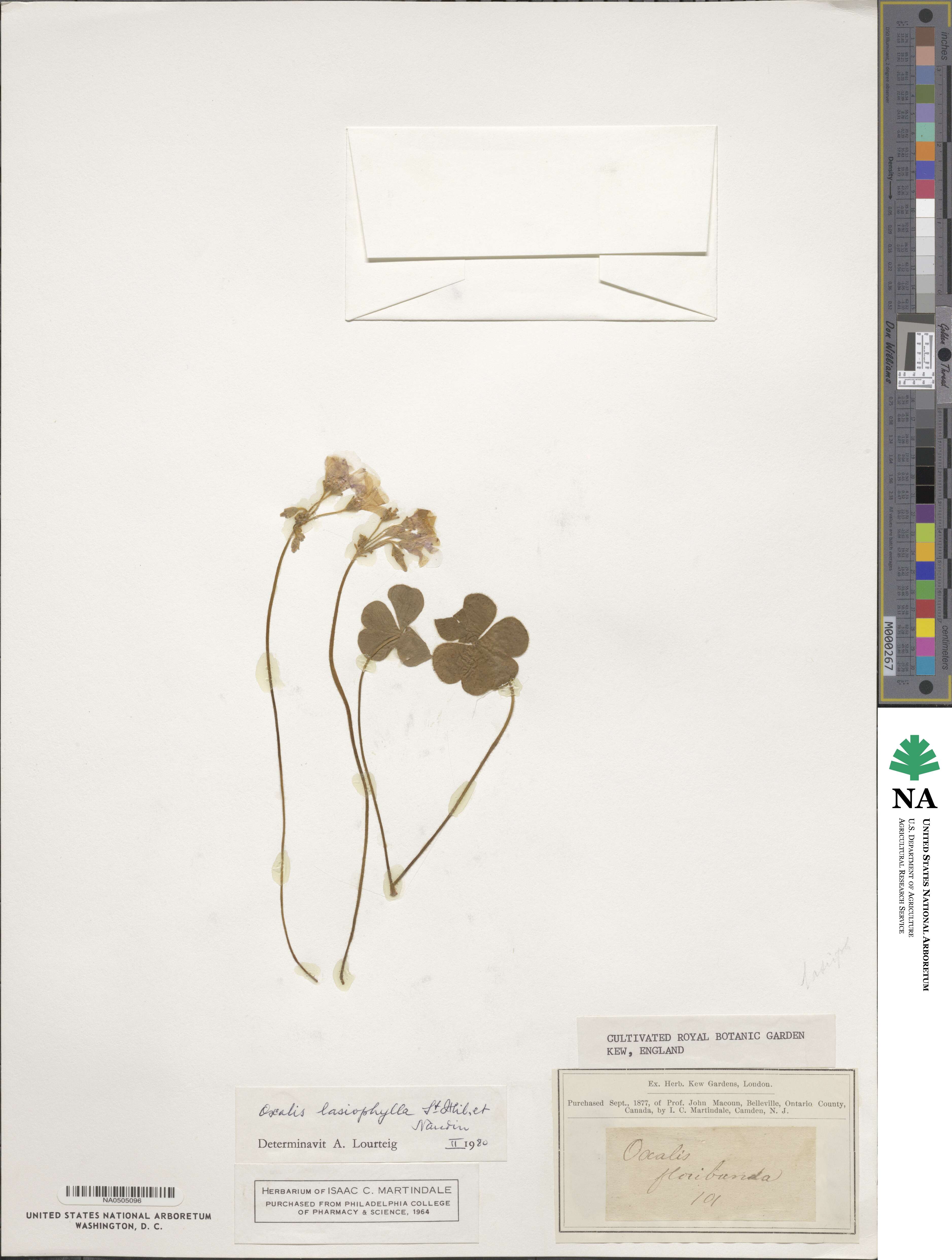 Oxalis floribunda image