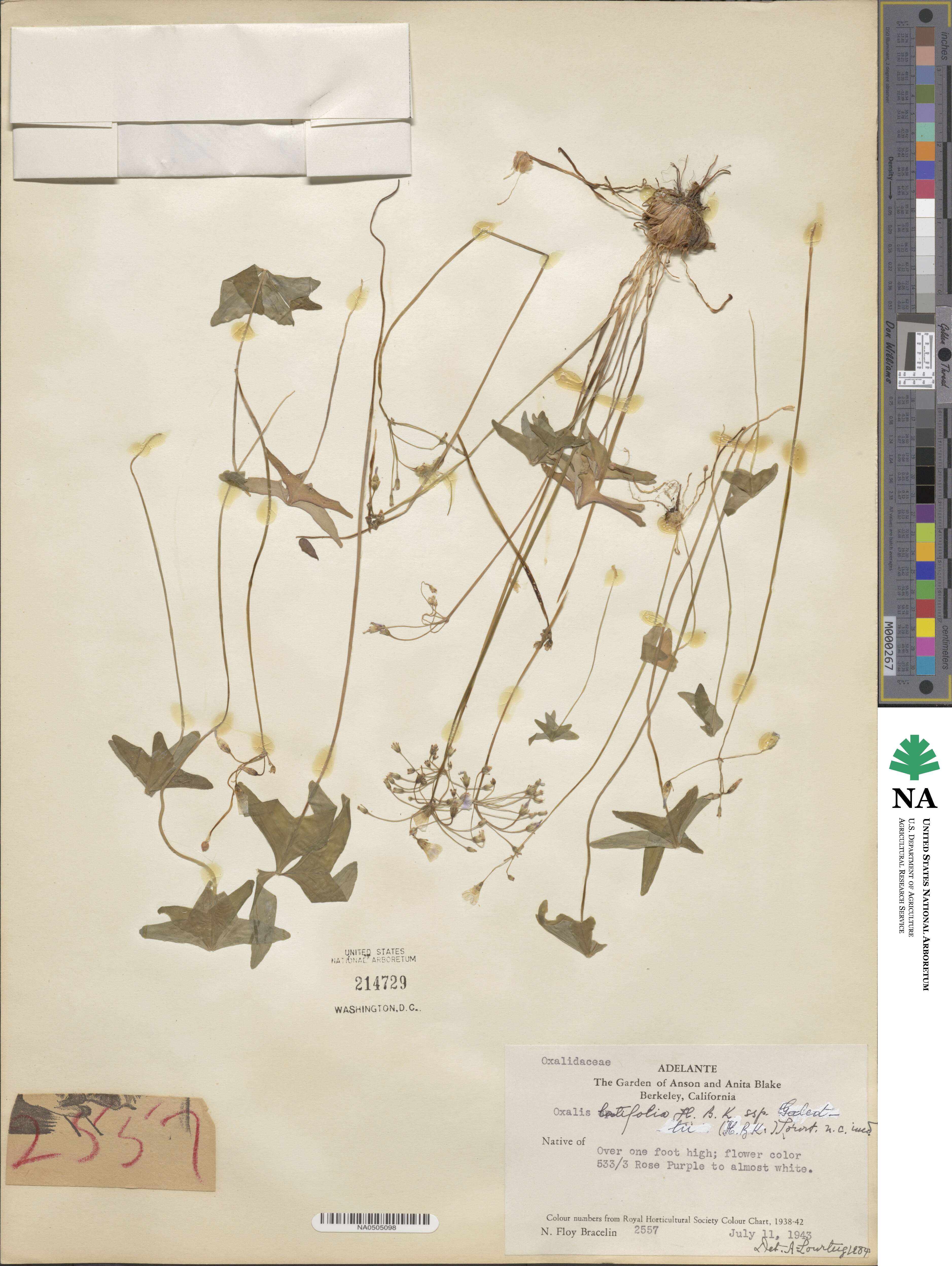 Oxalis latifolia image