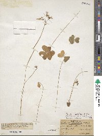 Oxalis latifolia image