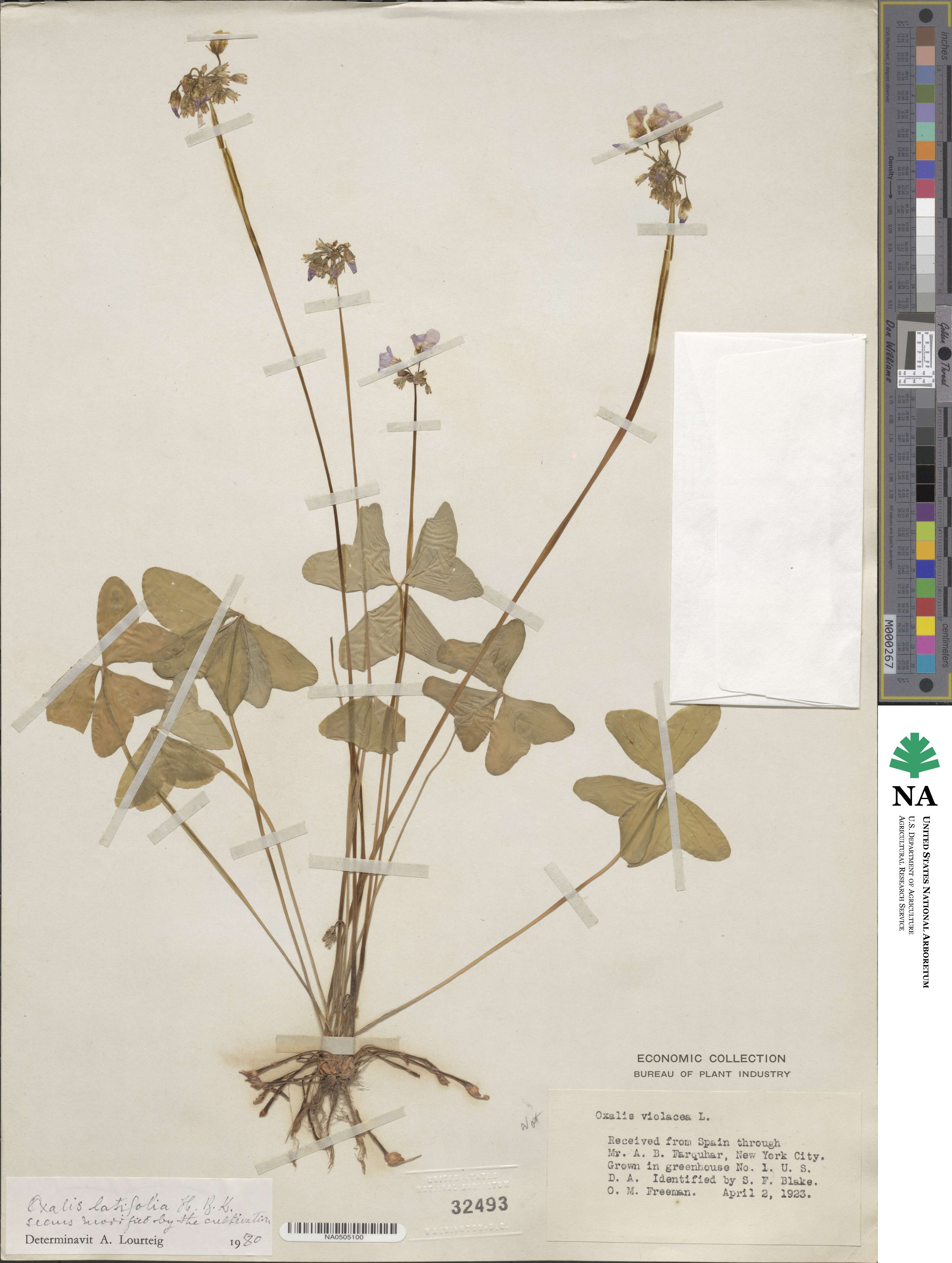 Oxalis latifolia image