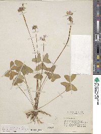 Oxalis latifolia image