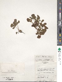 Oxalis luteola image