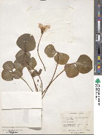 Oxalis oregana image